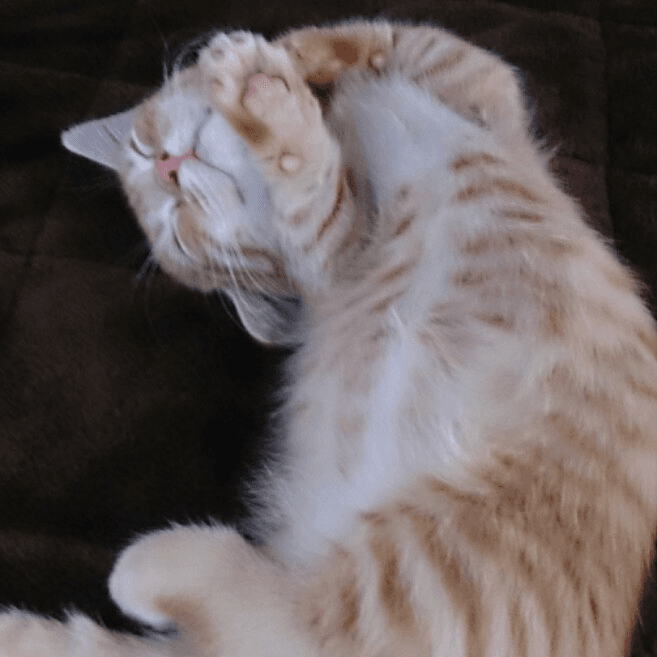 Mikuru's cat